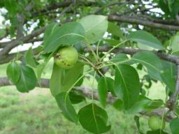 Pear tree.JPG